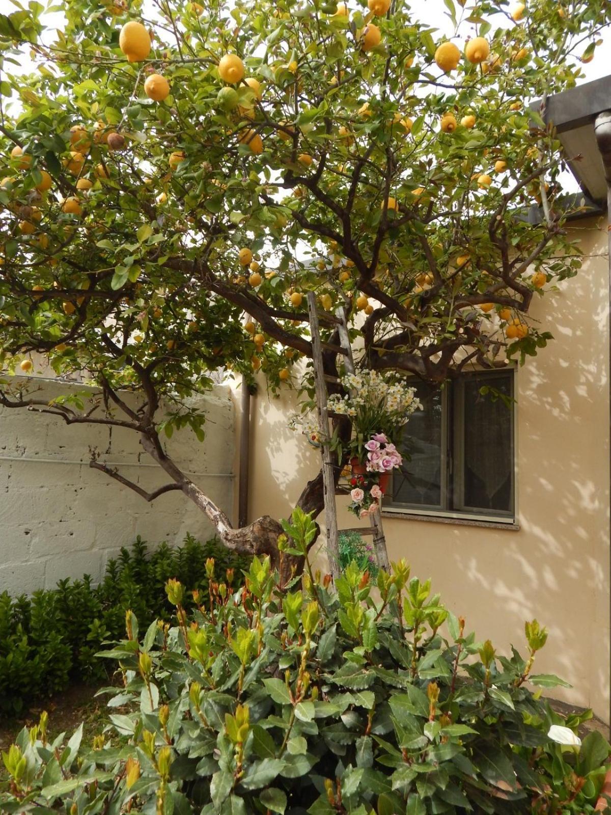 Nel Giardino Di Nunziatina Apartment Syracuse Exterior photo